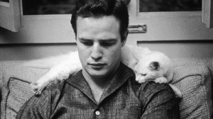 Brando & cat